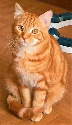 nama kucing khas jawa
