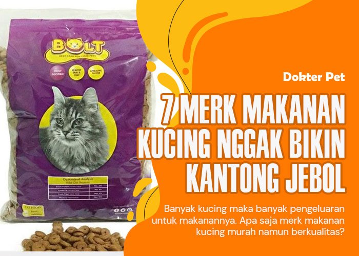 7 Makanan kucing murah tapi berkualitas, kucing kenyang dompet aman!
