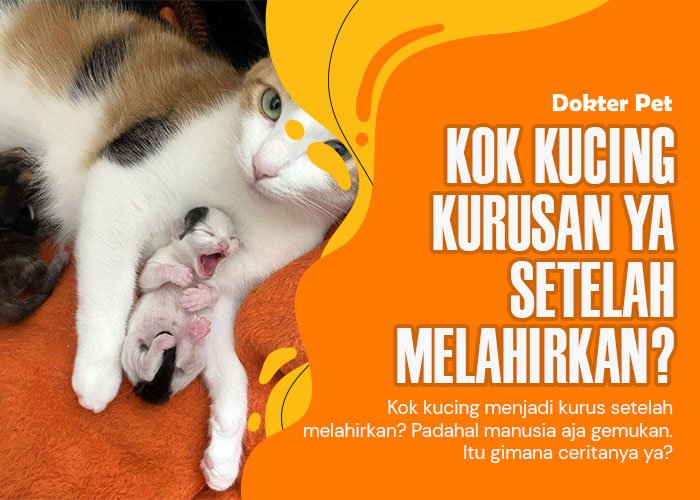 7 Alasan kenapa kucing jadi kurusan setelah melahirkan (nomor 4 sering diabaikan!)