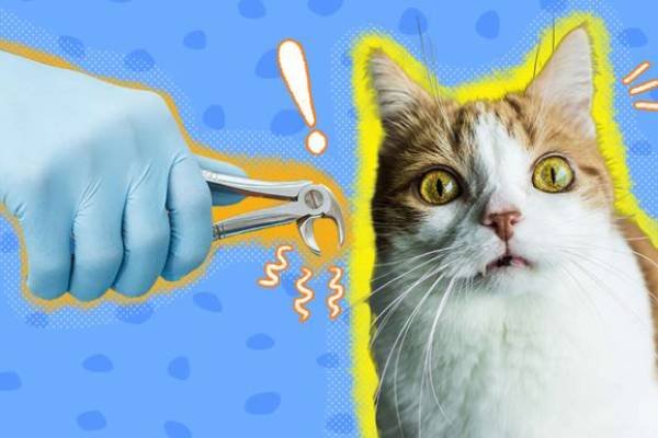 Gigi taring kucing memanjang harus dicabut?