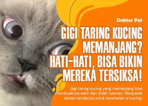 10 Hal Penyebab Bulu Kucing Rontok dan 12 Tips Cara Menanganinya