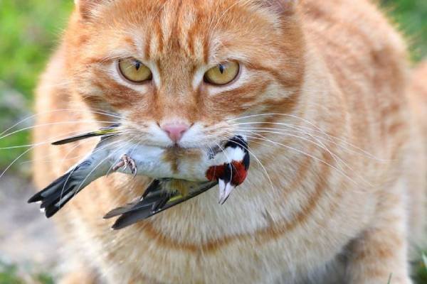 gigi taring kucing dipakai untuk menangkap mangsa