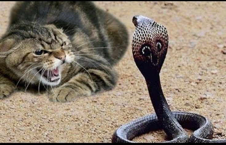 gigitan ular berbisa pada kucing juga dapat membuat kucing mati mendadak