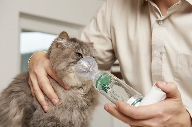 asma pada kucing membuat kucing kekurangan oksigen sehingga bisa menjadi penyebab kematian mendadak pada kucing