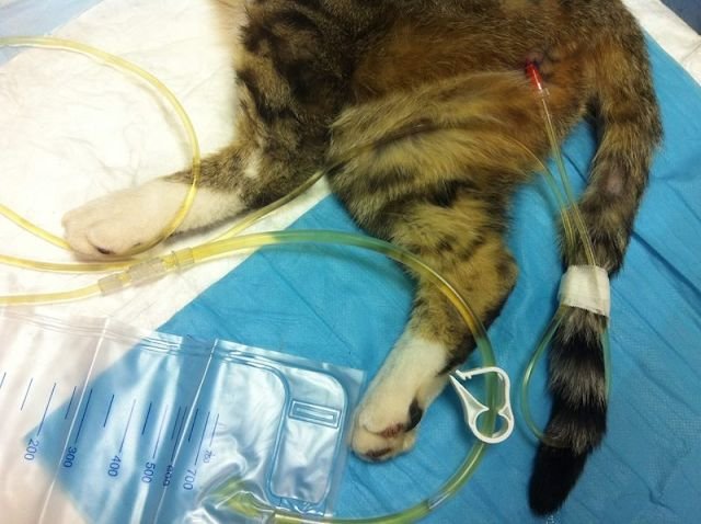 kucing dipakaikan selang karena tidak bisa kencing sendiri