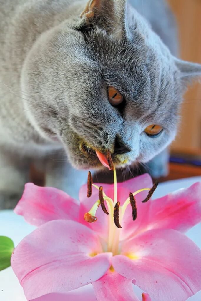 salah satu penyebab kucing mati mendadak karena ia keracunan dari makan tanaman yang beracun