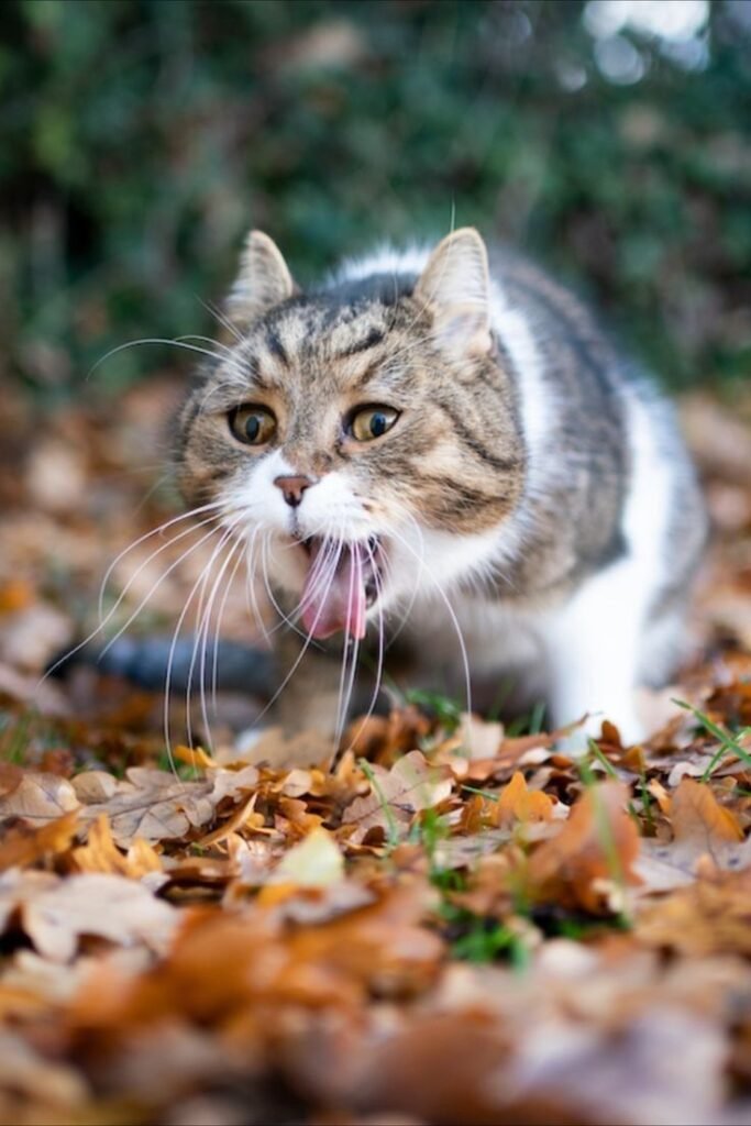 penyebab lain kucing mati mendadak karena ia tersedak sesuatu di tenggorokannya