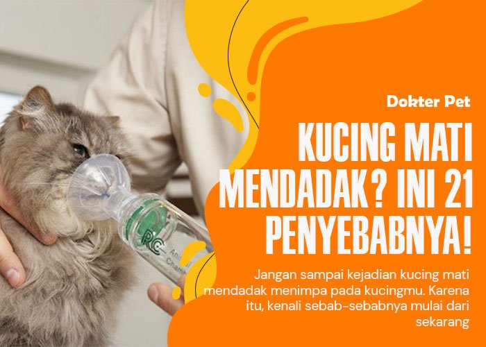 Waspada! Ini 21 Alasan Kucing Bisa Mati Mendadak Tanpa Gejala