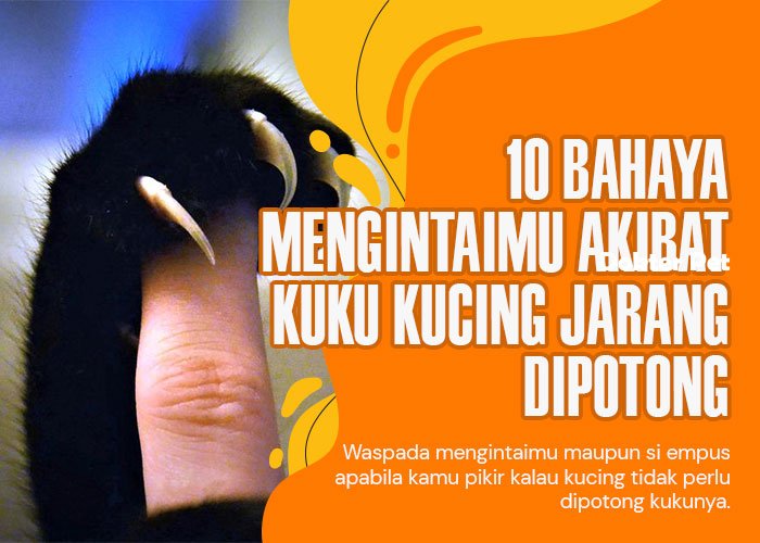 Kuku kucing jarang dipotong: 10 Bahaya mengintai untuk kucing dan sang majikan!