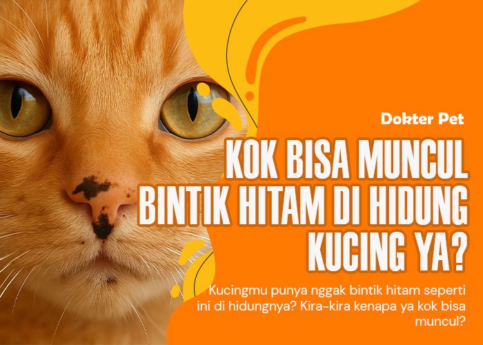 Bintik Hitam di Hidung Kucing: Berbahaya Nggak Sih? Yuk Kenali Cirinya!